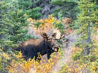 3 Meat moose passed up.jpg